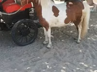 فرس, الخيول — الصورة 1