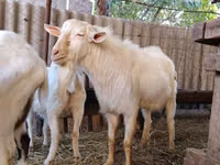 Cabro, Saanen goat — foto 3
