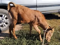 تيس, Nubian Goat — الصورة 2
