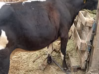 Cow, Cattle — photo 1