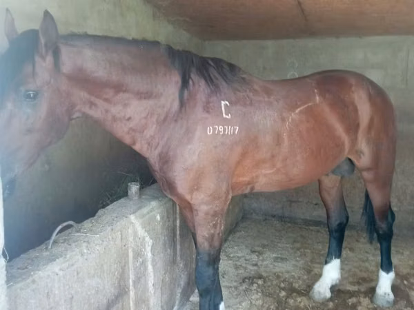 Hengst, Kustanai horse