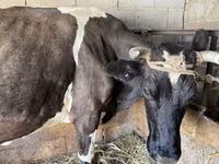 Sigir, Swiss cattle — 4-rasm