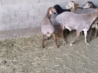 मेढ़ा, Arashan sheep — फ़ोटो 6