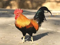 Chickens — Foto 3
