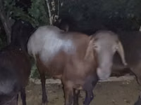 كبش, Blackheaded Persian sheep — الصورة 2