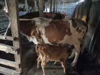 Kuh, Simmental cattle — Foto 4