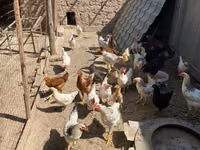 Chickens — Foto 1