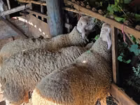 كبش, Lacaune sheep — الصورة 3