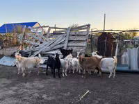 Ziege, Ziegen — Foto 1