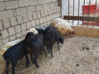 نعجة, Rhon sheep — الصورة 2
