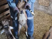 تيس, Nubian Goat — الصورة 2