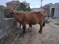 母牛, Cattle — 照片 4