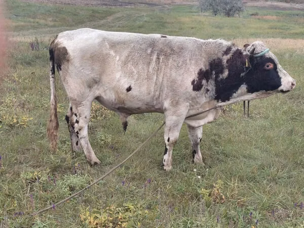 公牛, Simmental cattle