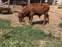 公牛, Cattle — 照片 2