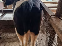 गाय, Russian Black pied cattle — फ़ोटो 2
