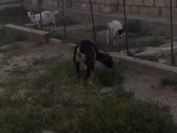 Ziege, Saanen goat — Kasachstan
