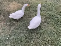 Geese — Foto 3