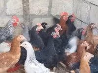 Chickens — الصورة 2