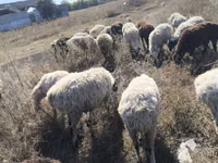 أغنام (دفعة، الجنس غير محدد), الأغنام — الصورة 1