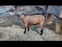 تيس, الماعز — الصورة 4