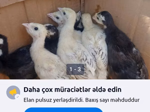 Turkeys