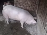 Cerdos (lote, sexo no especificado) — foto 1