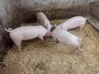 母猪, Pigs — 照片 4