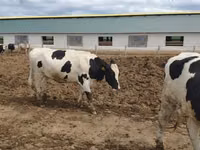 Vaca, Russian Black pied cattle — foto 3