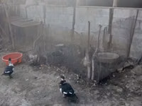 Chickens — 5-сурет