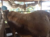 公牛, Simmental cattle — 照片 4