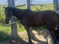 فرس, Arabian horse — الصورة 3