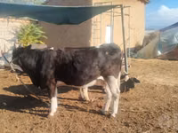 بقرة, Russian Black pied cattle — الصورة 2