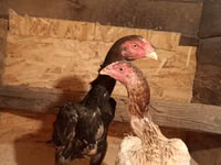 Chickens — Foto 2