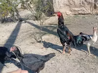 Chickens — Foto 7