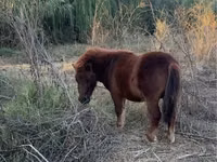 Caballo, Caballos — foto 2