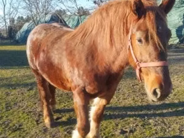 Stute, Hungarian horse breed
