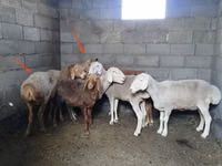 نعجة, Katum sheep — الصورة 2