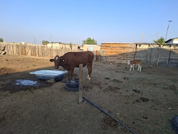 Сиыр, Latvian Blue cattle — Қазақстан