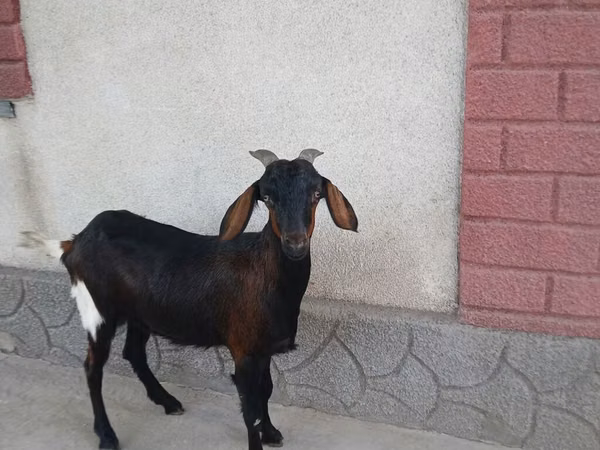 Ziege, Nubian Goat
