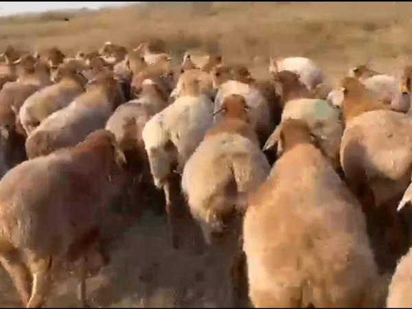 Schafe (Partie, Geschlecht nicht angegeben), Arashan sheep