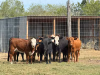 Bovinos (lote, sexo no especificado), Hereford — foto 6