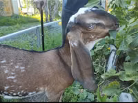 Ziege, Beetal goats — Foto 3