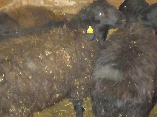 Widder, Qashqai sheep