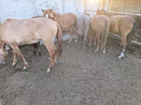 فرس, Horse breed — الصورة 3