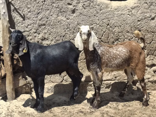 बकरा, बकरियाँ — कज़ाखस्तान