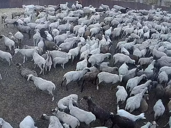 Schaf, Hampshire sheep