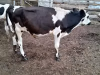 Toro, Russian Black pied cattle — foto 2