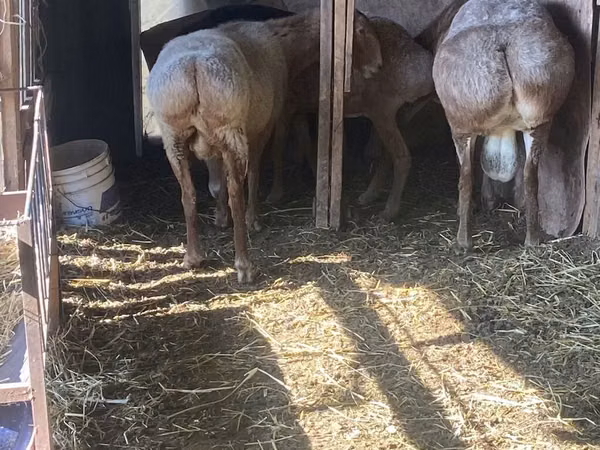 Carnero, Arashan sheep — Kirguistán
