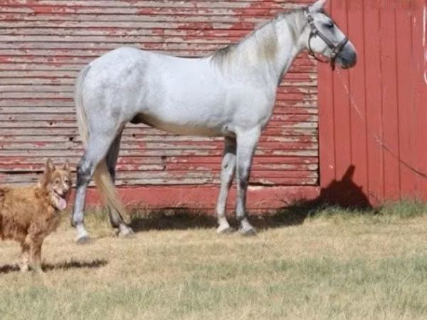 Hengst, Tennessee Walking Horse
