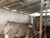 母牛, Swiss cattle — 照片 3
